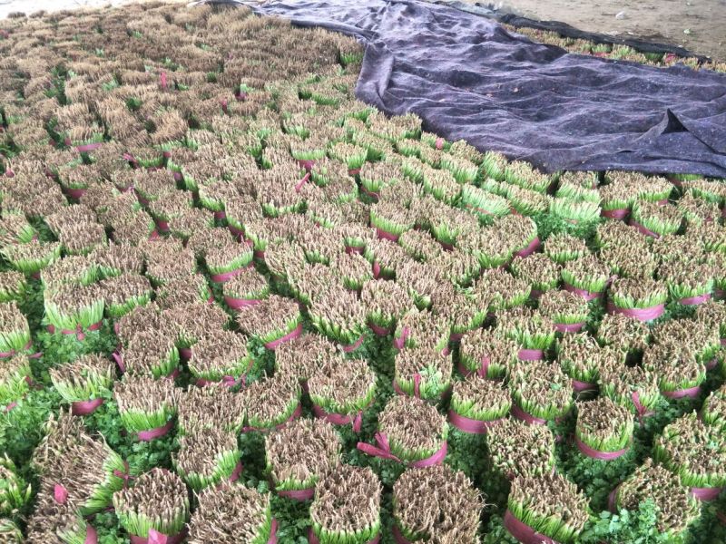 大叶青香菜大量上市中，近期发浙江，安徽，郑州等各大市场。