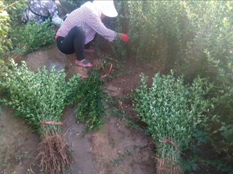 枸橘苗20--40cm，根系发达，成活率高