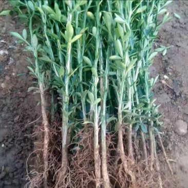 枸橘苗20--40cm，根系发达，成活率高