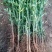 枸橘苗20--40cm，根系发达，成活率高