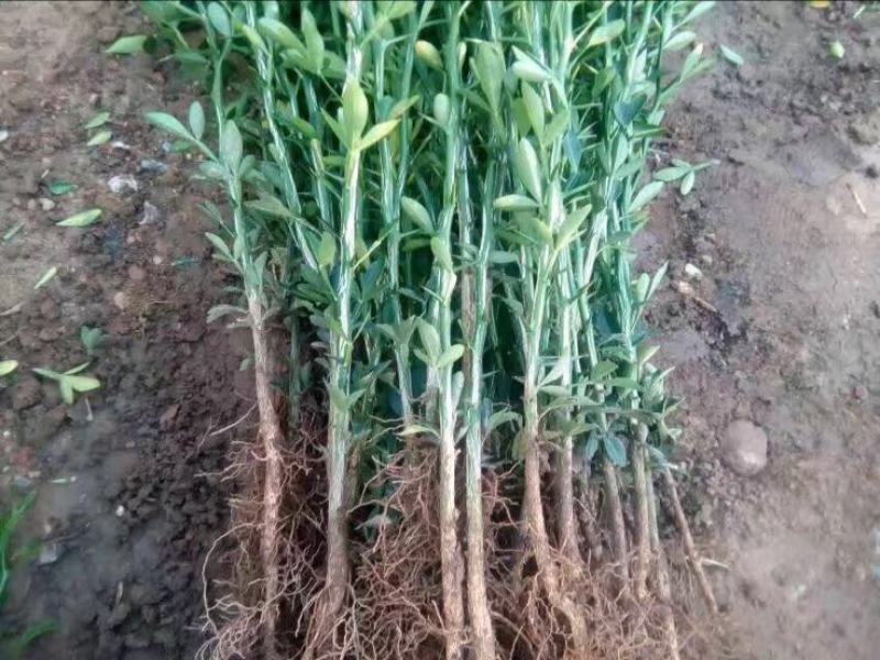 枸橘苗20--40cm，根系发达，成活率高