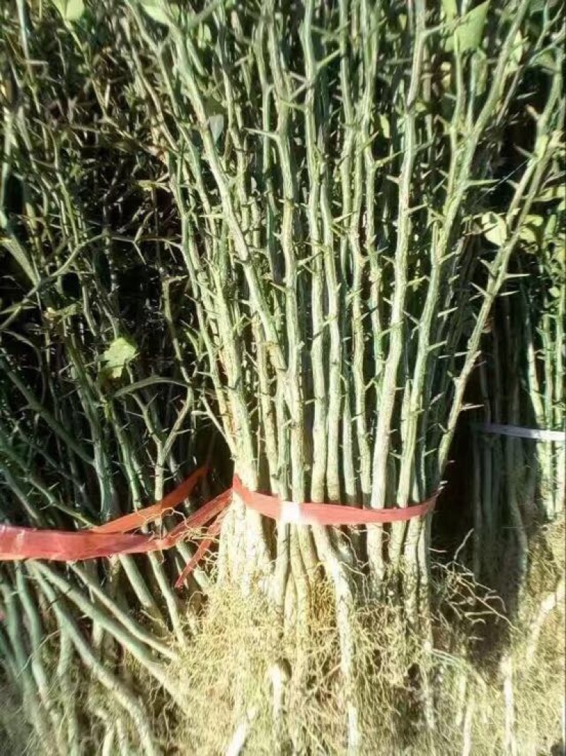 枸橘苗20--40cm，根系发达，成活率高