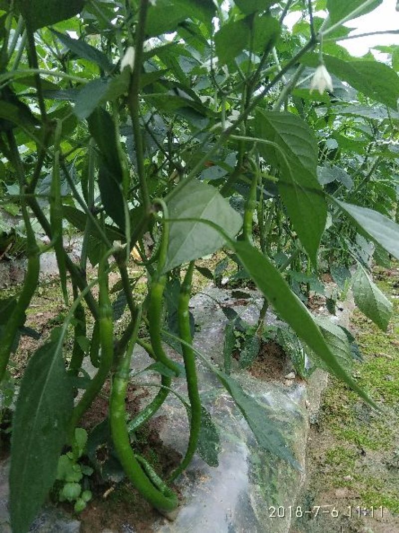 湖北露雾农业有限公司:青线椒