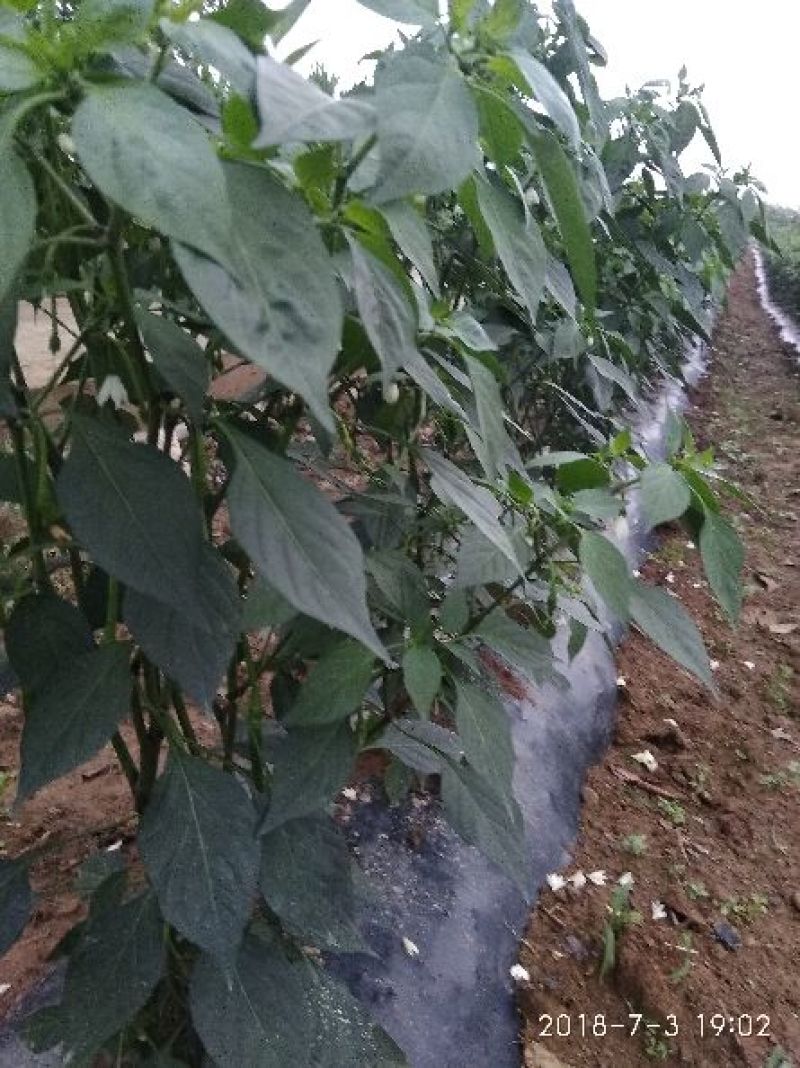 湖北露雾农业有限公司:青线椒
