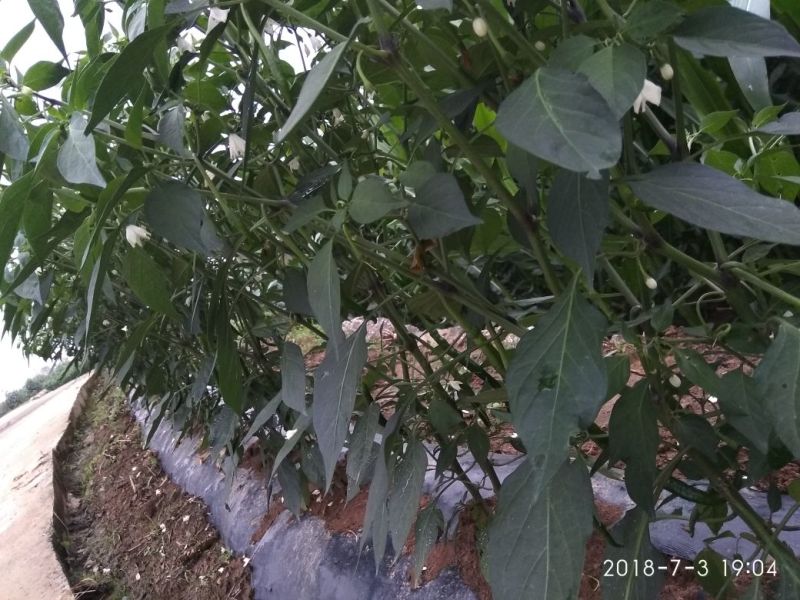 湖北露雾农业有限公司:青线椒