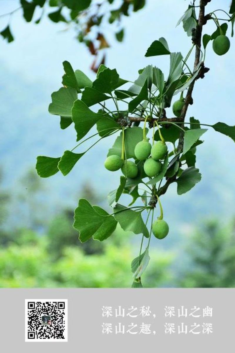 湖北露雾农业有限公司:青线椒