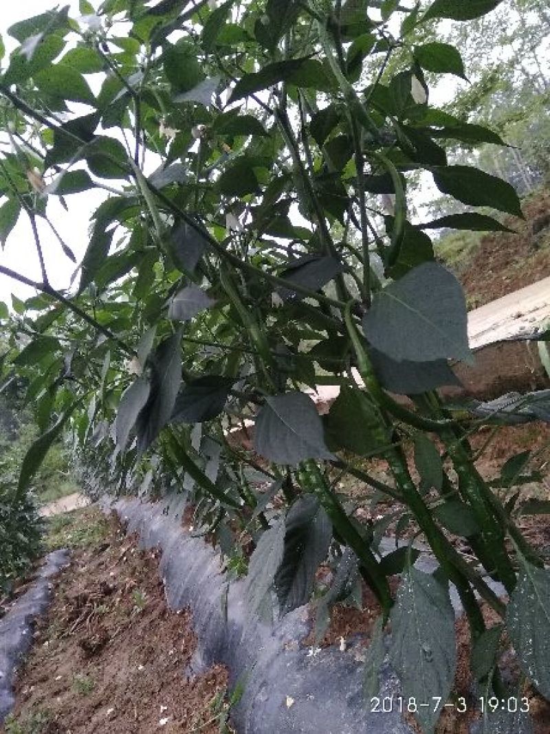 湖北露雾农业有限公司:青线椒