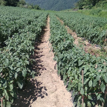湖北露雾农业有限公司:青线椒