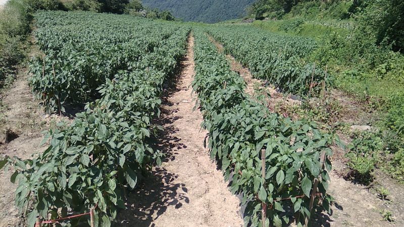 湖北露雾农业有限公司:青线椒