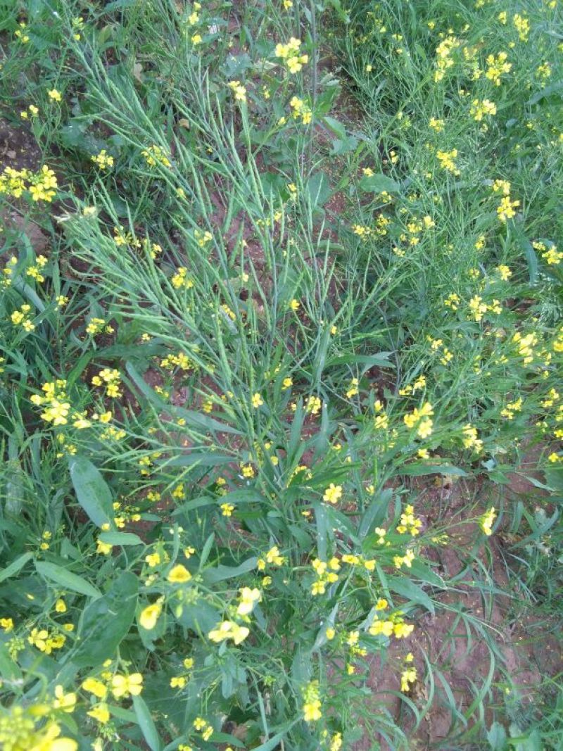 油菜籽