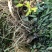 野生龙胆草