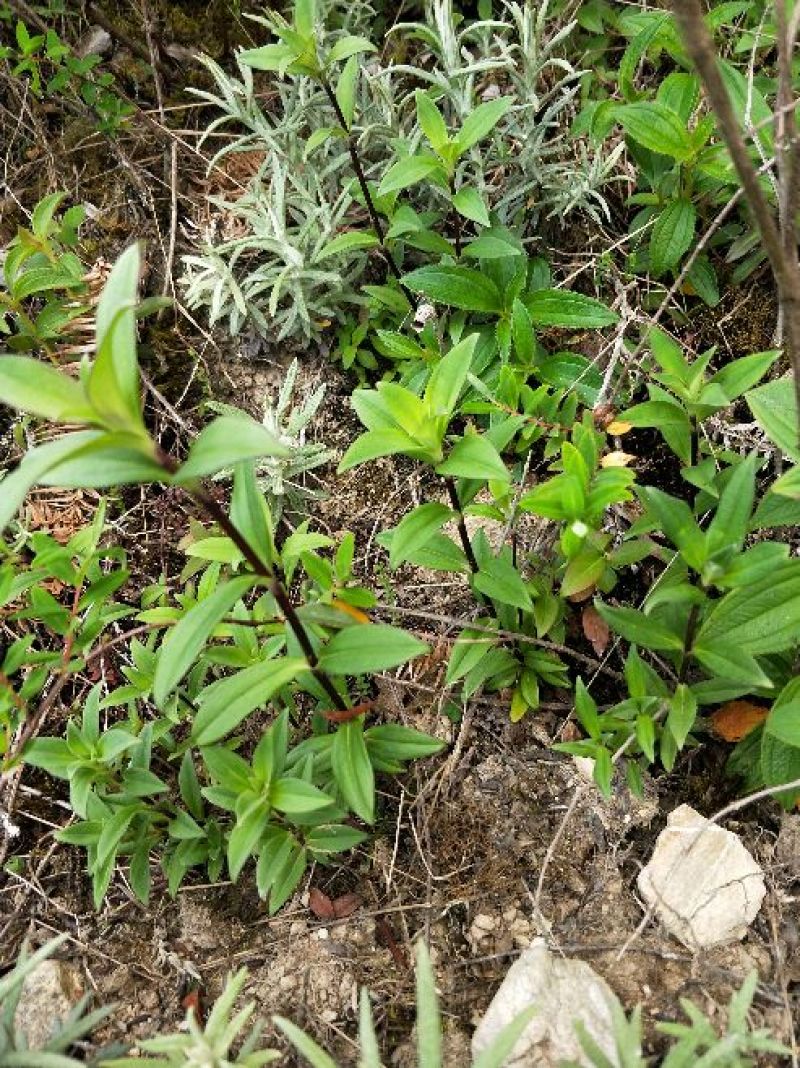 野生龙胆草