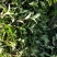 野生龙胆草