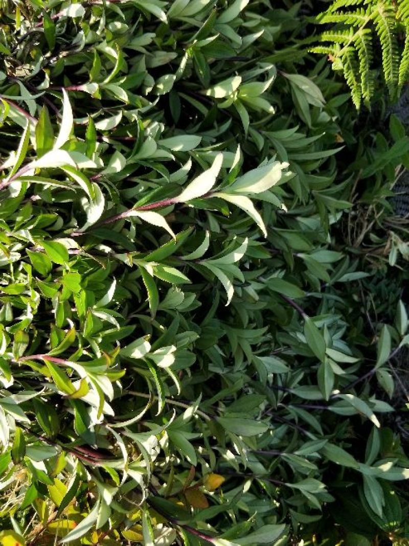 野生龙胆草