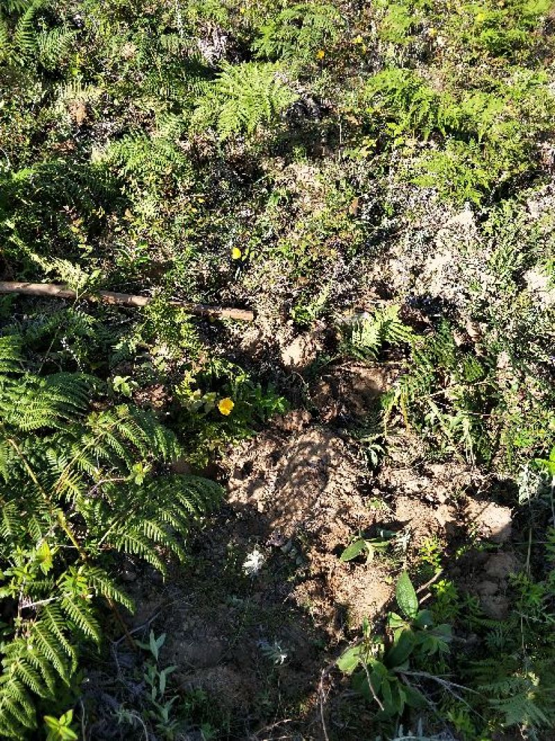 野生龙胆草