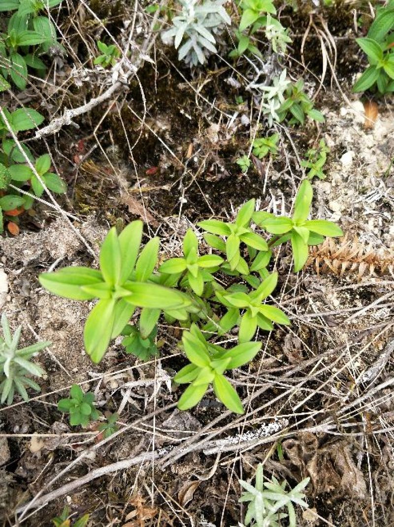 野生龙胆草