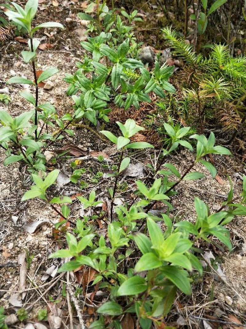 野生龙胆草