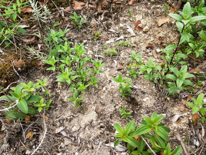 野生龙胆草