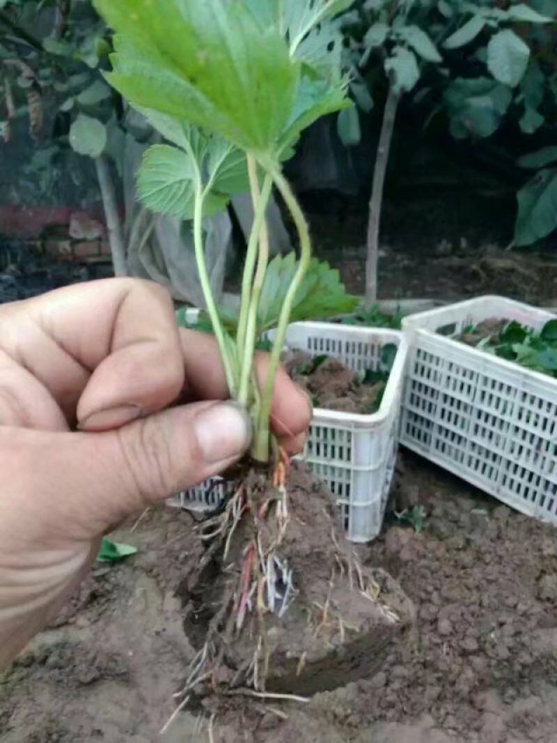 香蕉草莓苗纯正品种口感好奶油草莓苗，章姬草莓苗