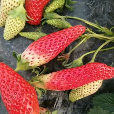 香蕉草莓苗纯正品种口感好奶油草莓苗，章姬草莓苗