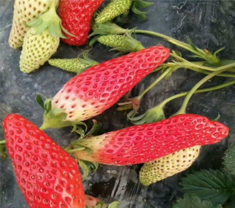香蕉草莓苗纯正品种口感好奶油草莓苗，章姬草莓苗