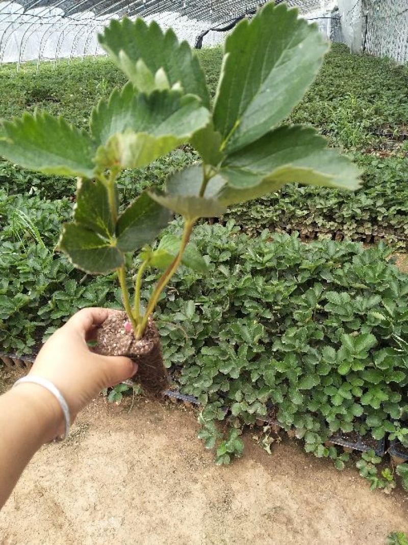 香蕉草莓苗纯正品种口感好奶油草莓苗，章姬草莓苗