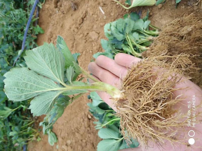 香蕉草莓苗纯正品种口感好奶油草莓苗，章姬草莓苗