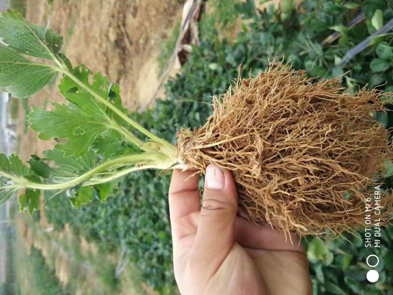 香蕉草莓苗纯正品种口感好奶油草莓苗，章姬草莓苗