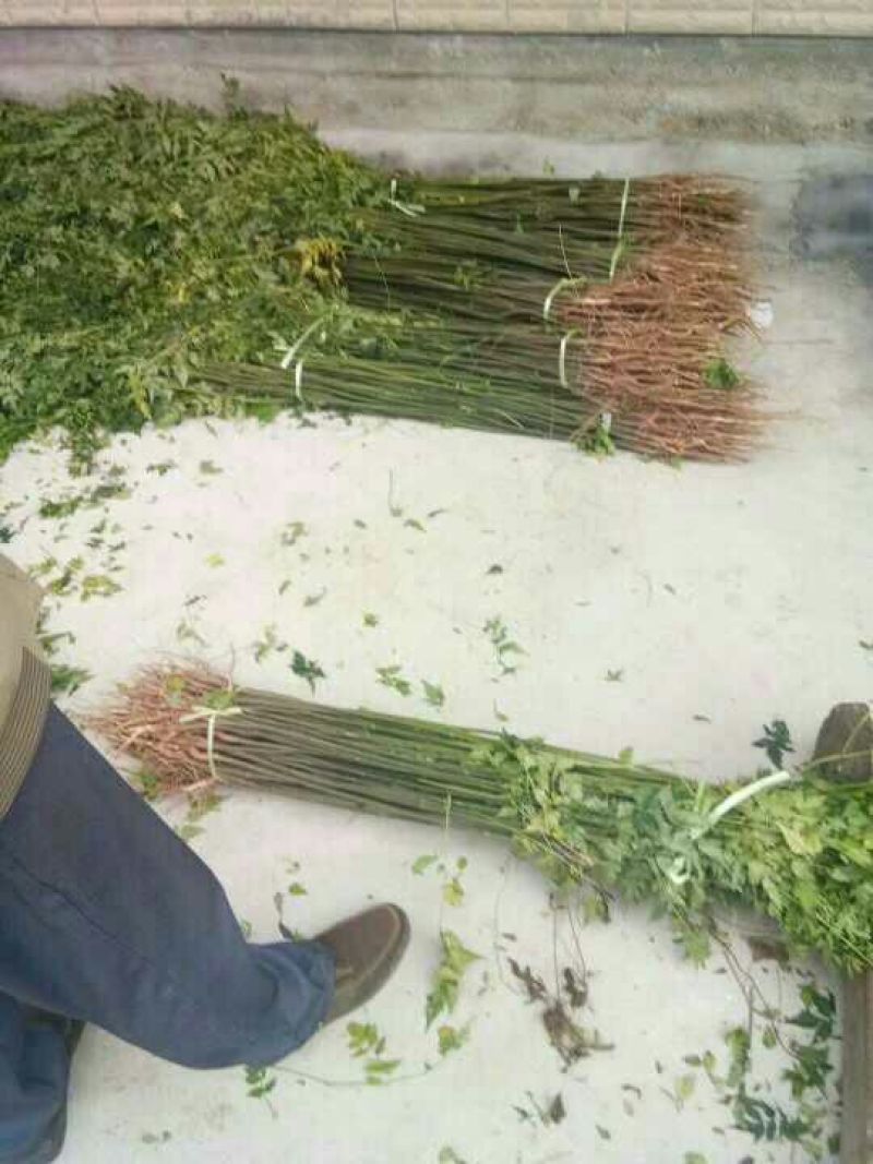 梨树苗梨树实生苗