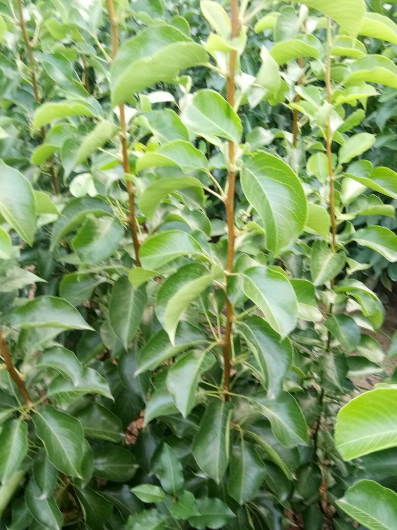 梨树苗梨树实生苗