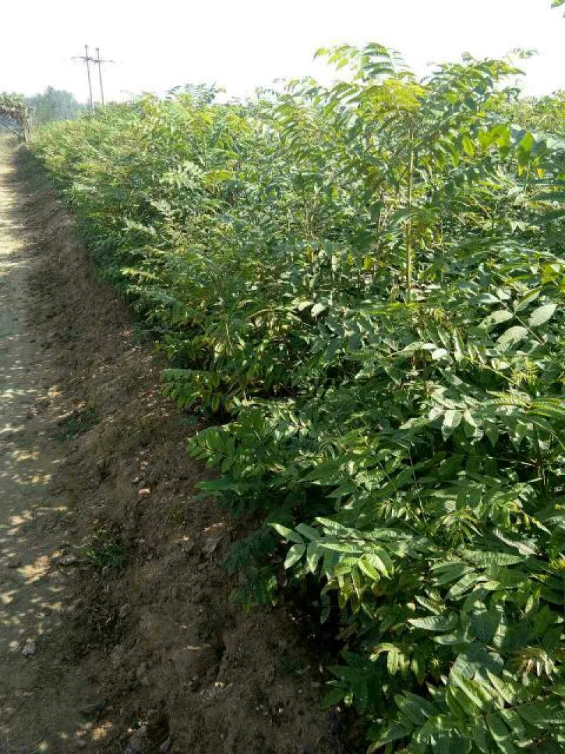 梨树苗梨树实生苗