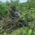 火炬苗规格一年苗30~50cm，二年苗地径3公分内