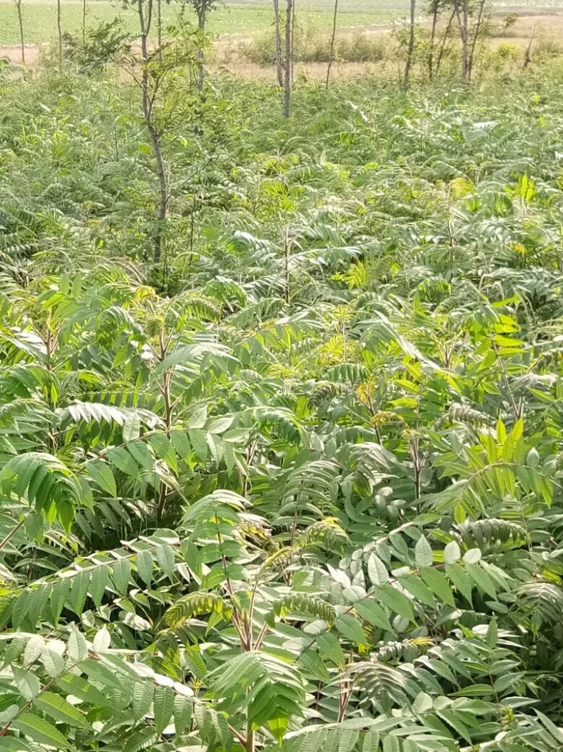 火炬苗规格一年苗30~50cm，二年苗地径3公分内