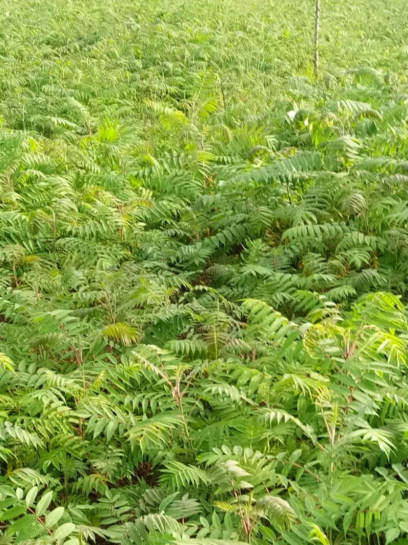 火炬苗规格一年苗30~50cm，二年苗地径3公分内