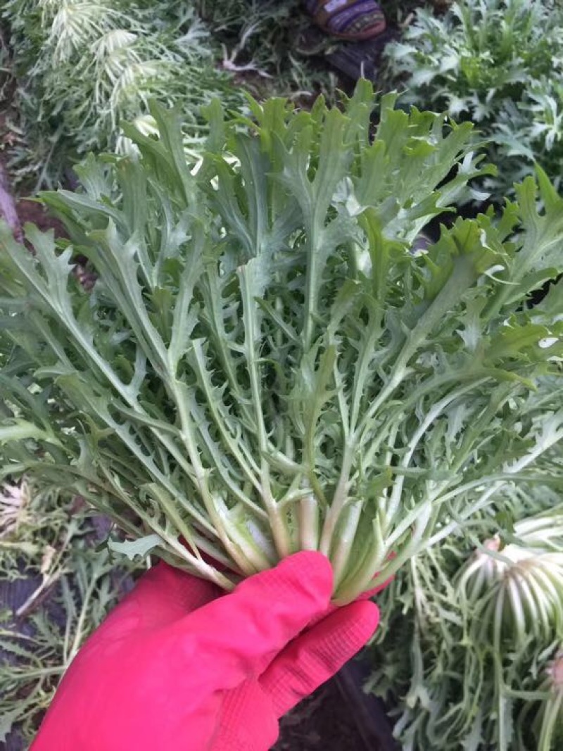 苦菊25~30cm
