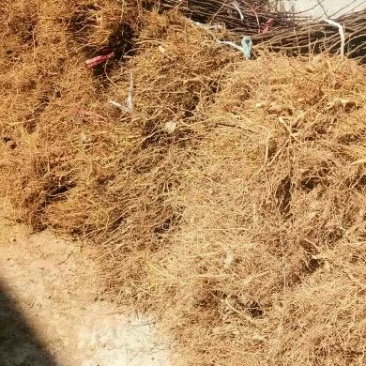 花椒苗，一年苗二年苗规格，品种大红袍和无刺嫁接花椒