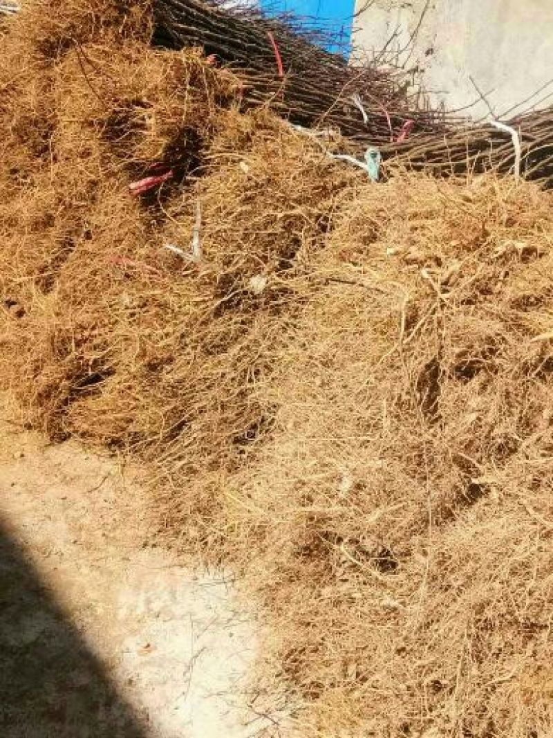 花椒苗，一年苗二年苗规格，品种大红袍和无刺嫁接花椒