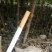 花椒苗，一年苗二年苗规格，品种大红袍和无刺嫁接花椒