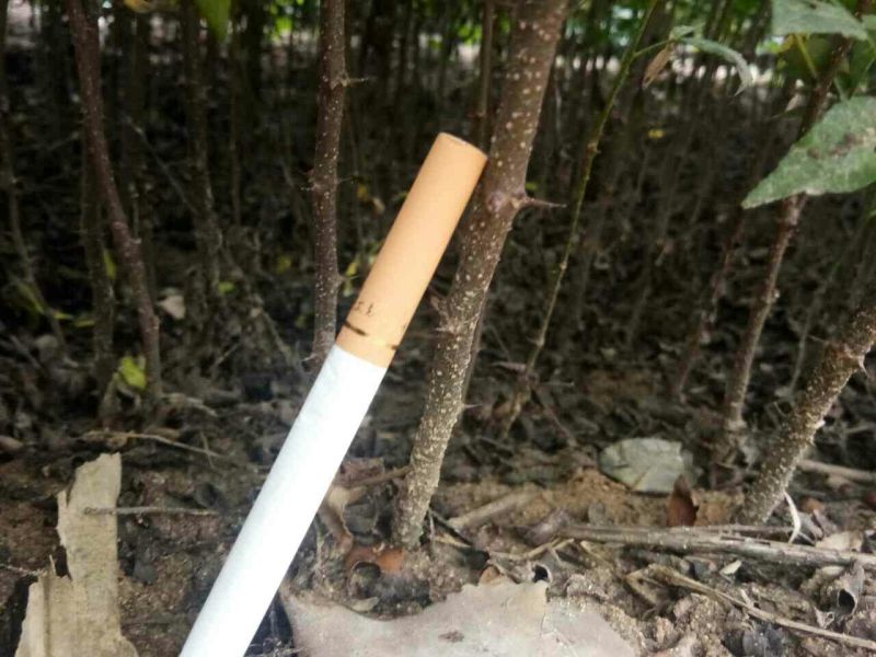 花椒苗，一年苗二年苗规格，品种大红袍和无刺嫁接花椒