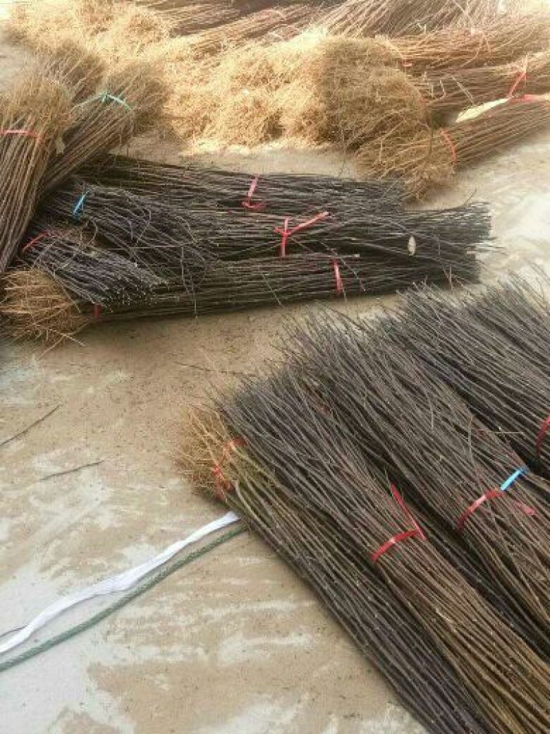 花椒苗，一年苗二年苗规格，品种大红袍和无刺嫁接花椒