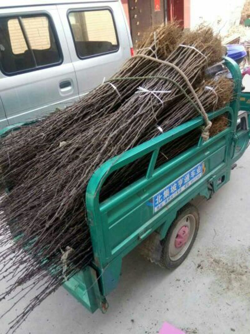 花椒苗，一年苗二年苗规格，品种大红袍和无刺嫁接花椒