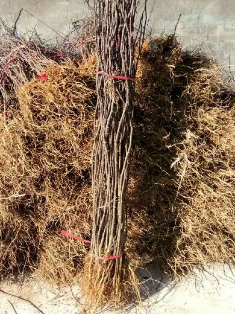 花椒苗，一年苗二年苗规格，品种大红袍和无刺嫁接花椒