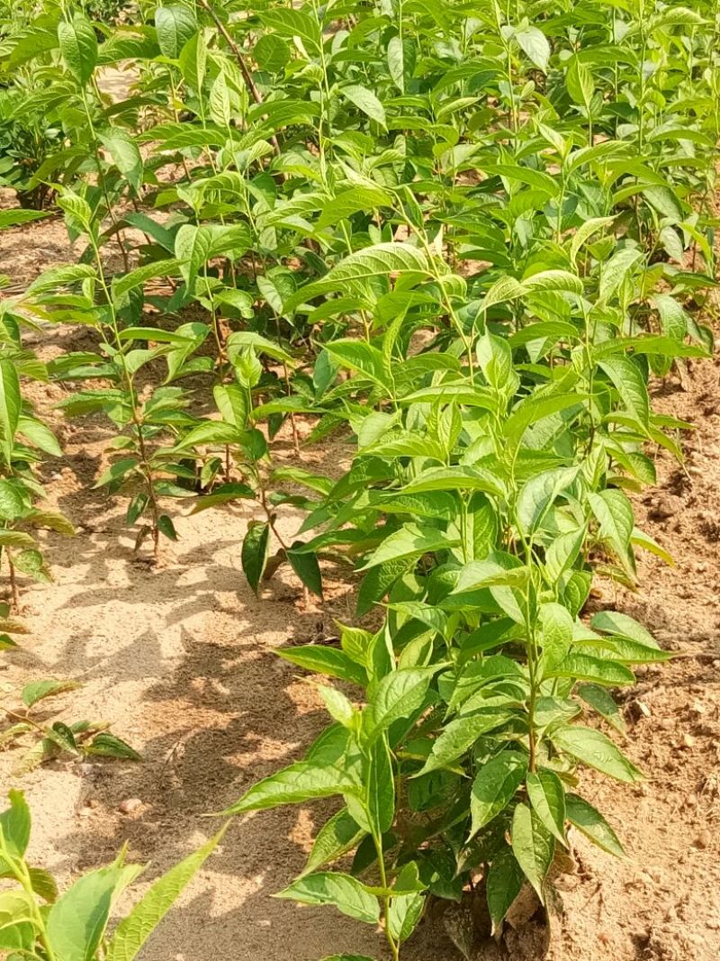杜仲小苗，长年种植出售种子苗，二年回剪苗，质量品样不一。