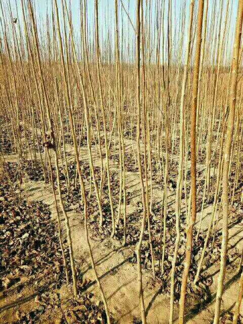 杜仲小苗，长年种植出售种子苗，二年回剪苗，质量品样不一。