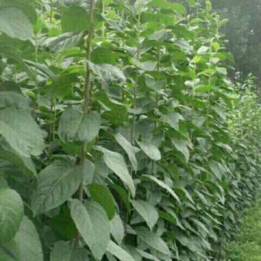 杜仲小苗，长年种植出售种子苗，二年回剪苗，质量品样不一。