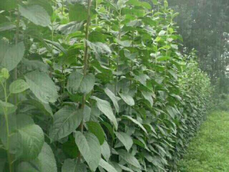 杜仲小苗，长年种植出售种子苗，二年回剪苗，质量品样不一。