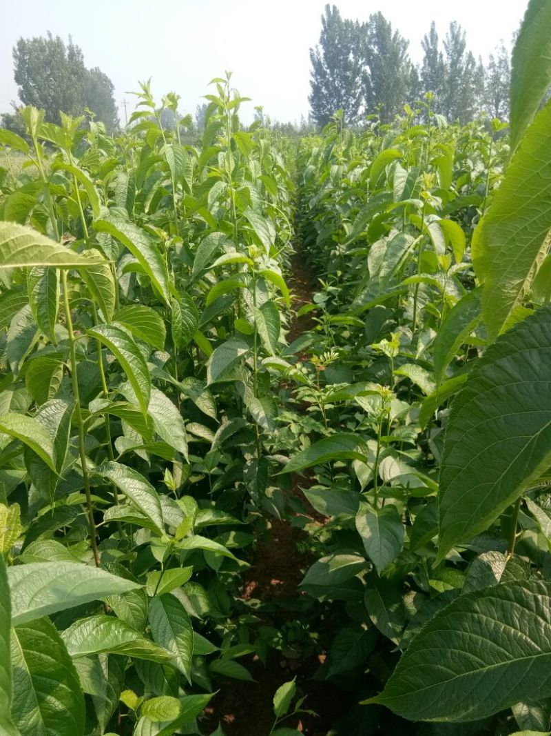 杜仲小苗，长年种植出售种子苗，二年回剪苗，质量品样不一。