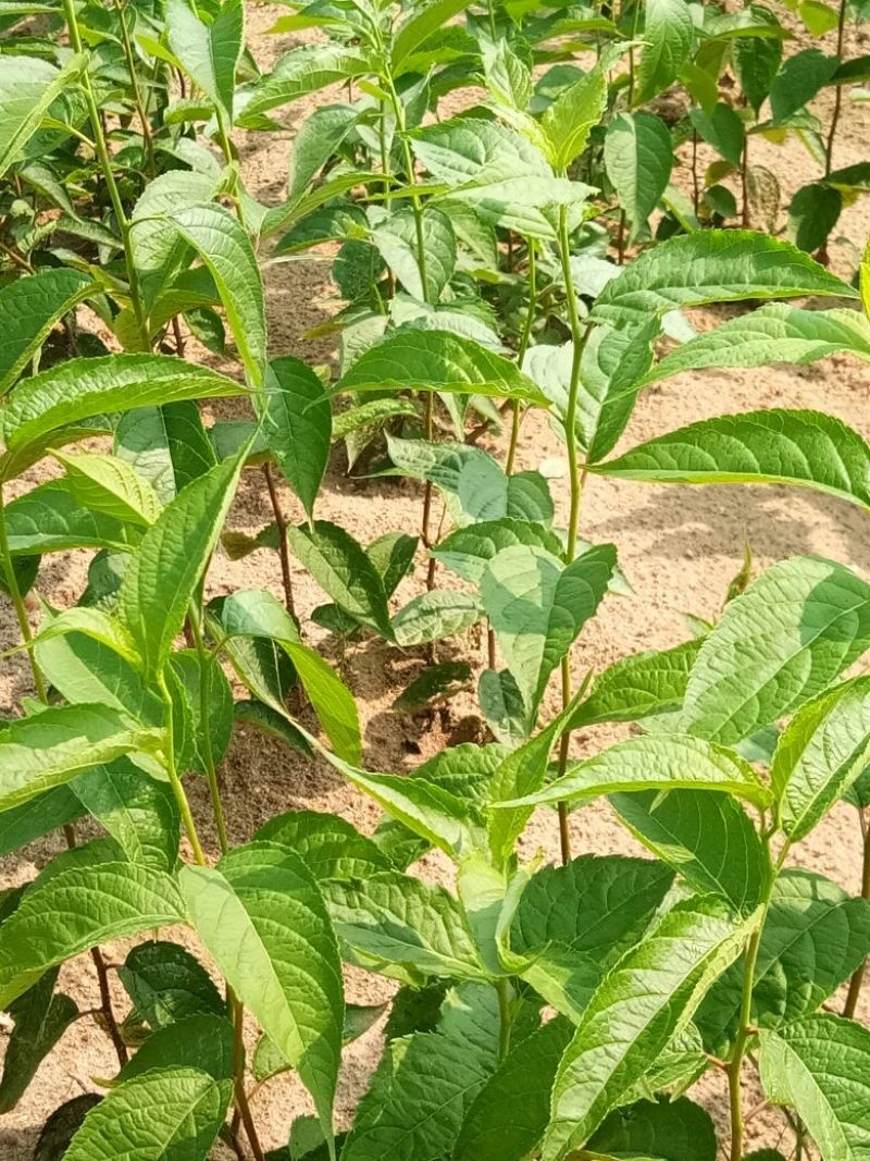 杜仲小苗，长年种植出售种子苗，二年回剪苗，质量品样不一。