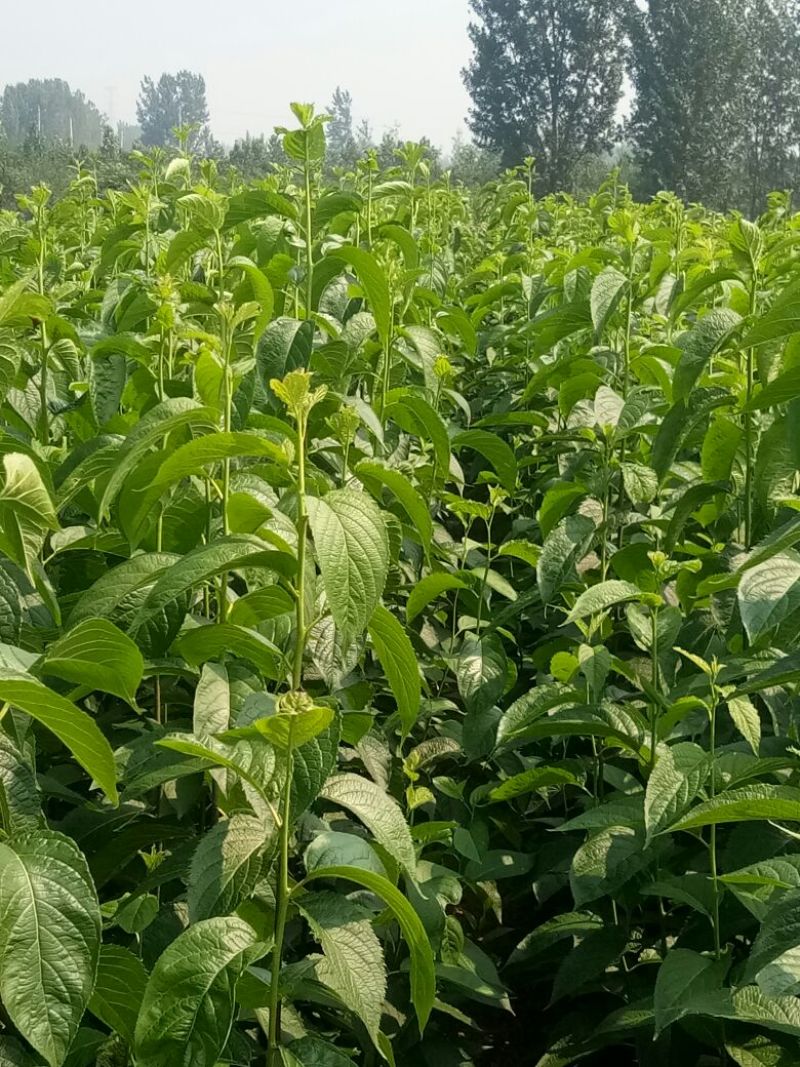 杜仲小苗，长年种植出售种子苗，二年回剪苗，质量品样不一。