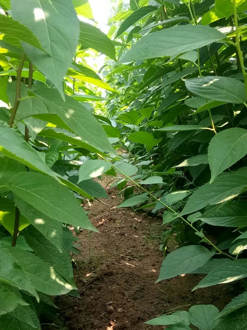 杜仲小苗，长年种植出售种子苗，二年回剪苗，质量品样不一。